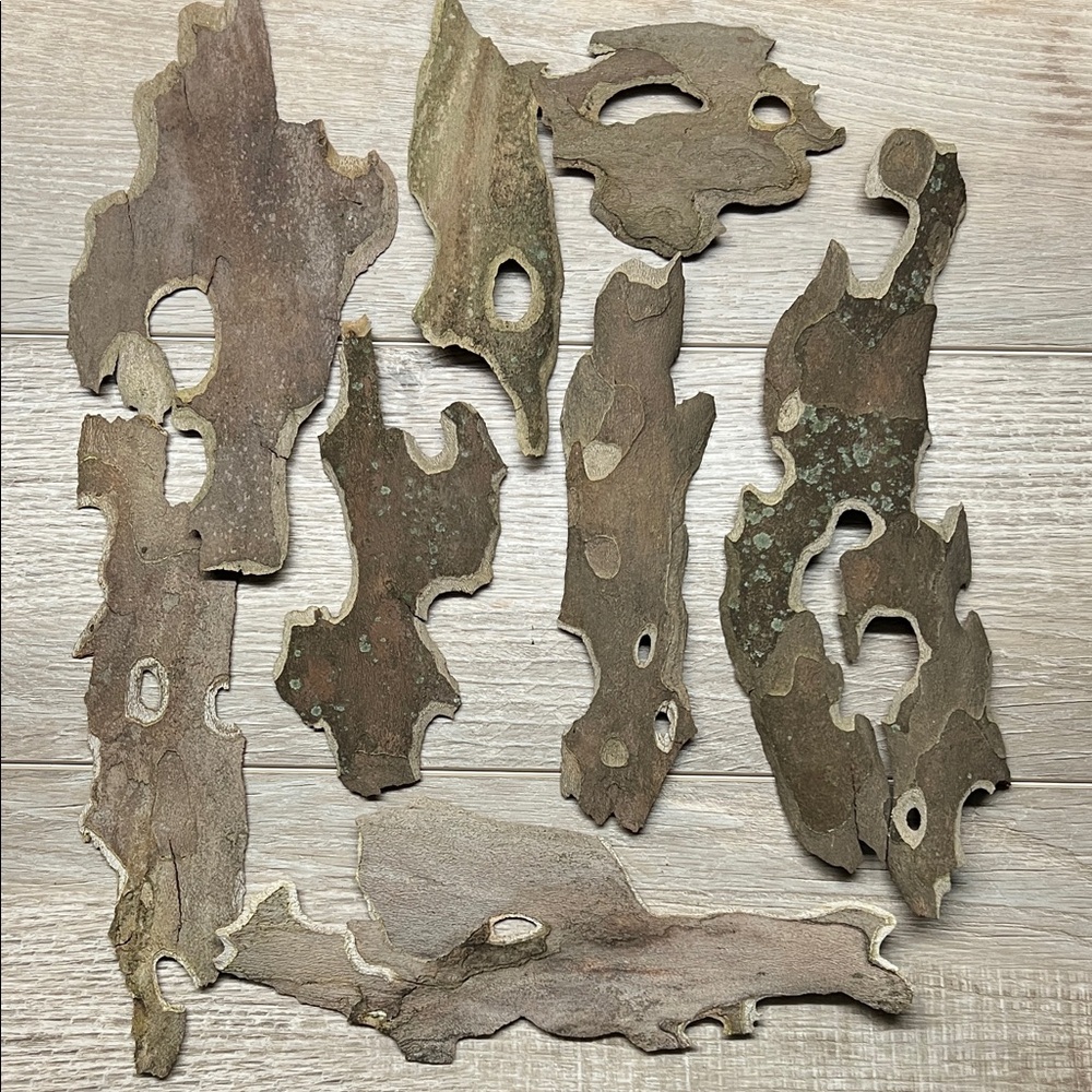 Natural Sycamore bark for decoration or crafting